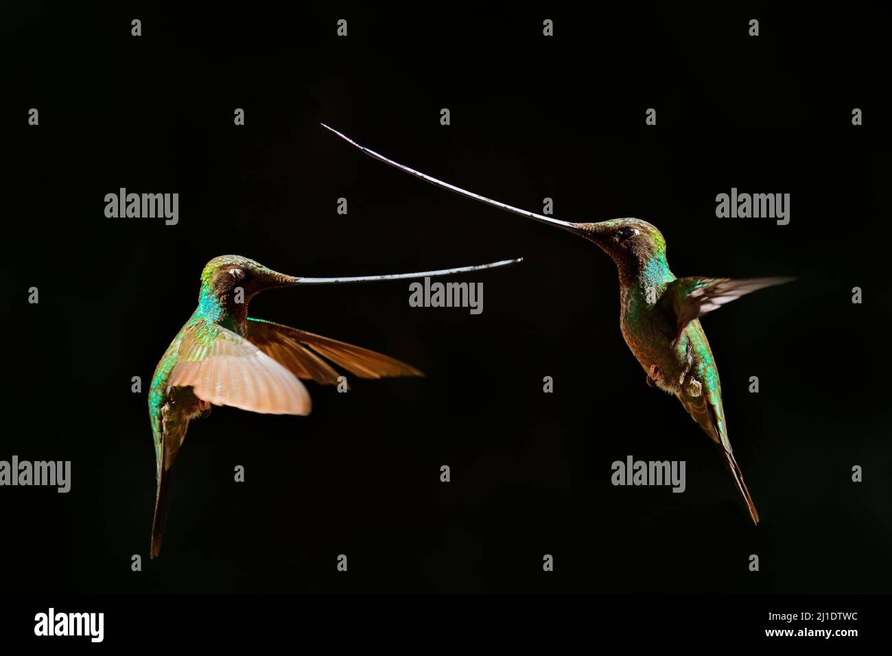 Oiseau avec long bec, lutte avec épées. Colibri à bec d'épée, Ensifera ensifera, oiseau d'avoir une facture plus longue que le reste de son corps. Oiseau dans le Banque D'Images