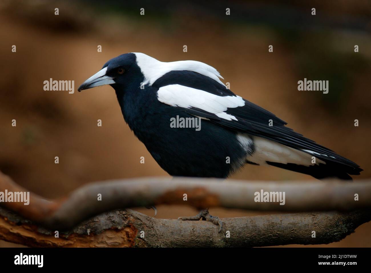 Magpie australienne, Gymnorhina tibicen, oiseau noir et blanc d'Australie. Magpie assis sur la branche de l'arbre dans l'habitat naturel. Faune nature i Banque D'Images