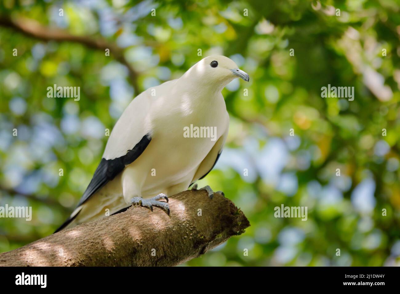 Ducula bicolor, pigeon impérial, bel oiseau blanc de Thaïlande. Pigeon dans l'habitat, jour ensoleillé dans la forêt verte. Scène de la faune fr Banque D'Images