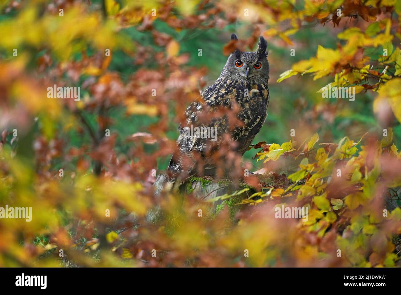 Faune d'automne. Hibou de l'aigle eurasien, Bubo Bubo, assis sur le bloc de souche d'arbre, photo de la faune dans la forêt avec des couleurs d'automne orange, Allemagne. BIR Banque D'Images