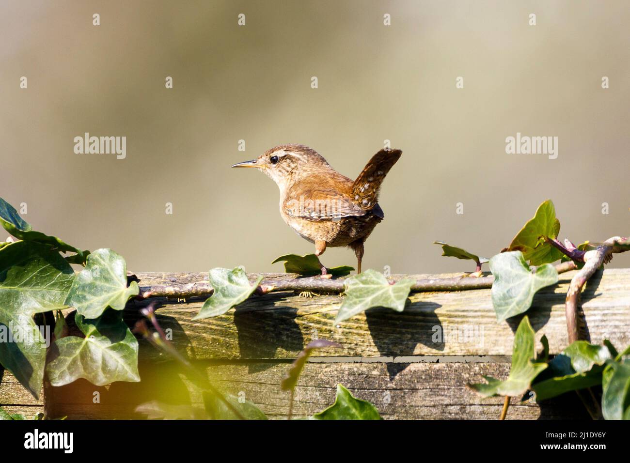 Wren (troglodytes troglodytes) Sussex, Angleterre, Royaume-Uni Banque D'Images