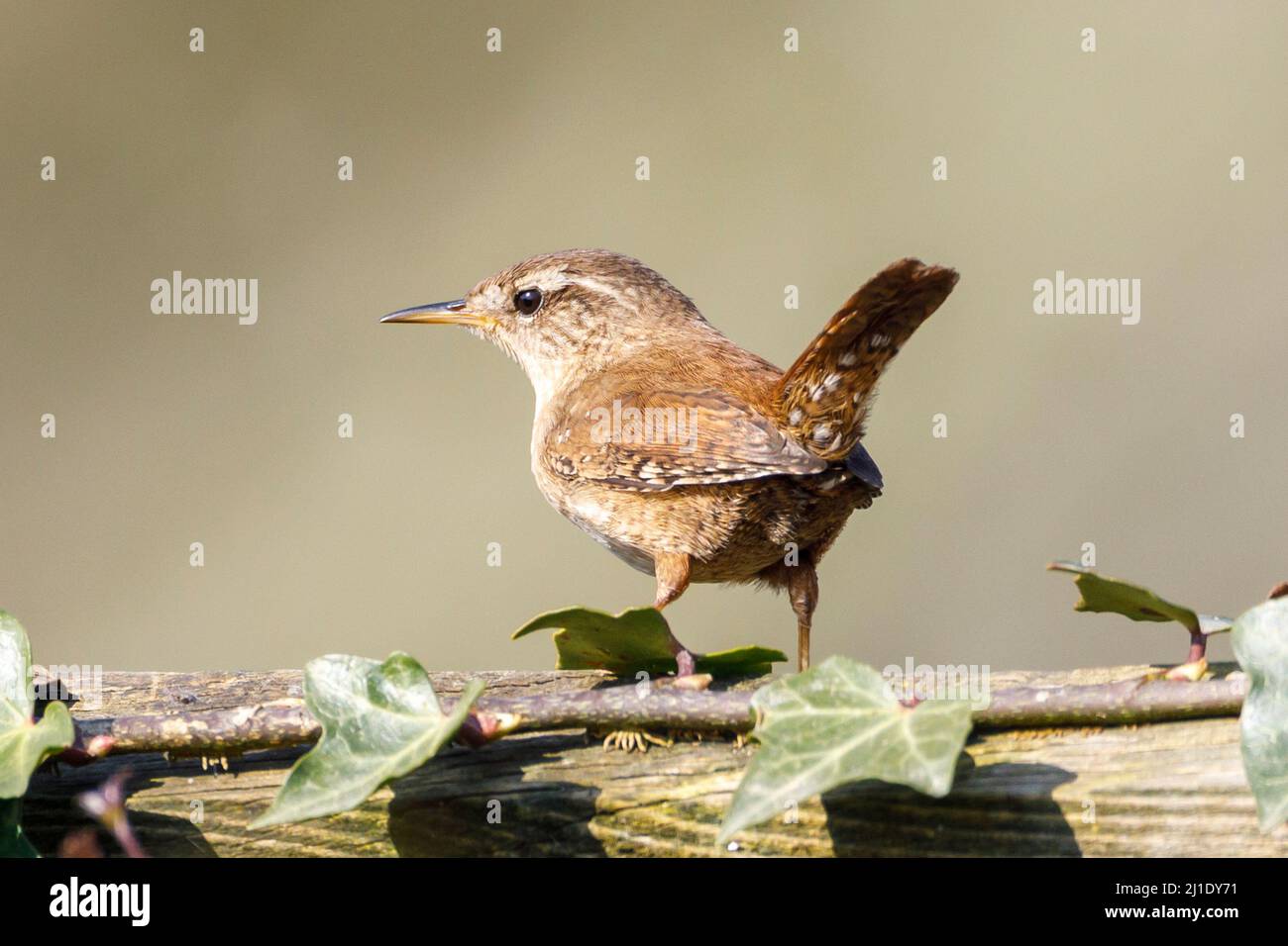 Wren (troglodytes troglodytes) Sussex, Angleterre, Royaume-Uni Banque D'Images