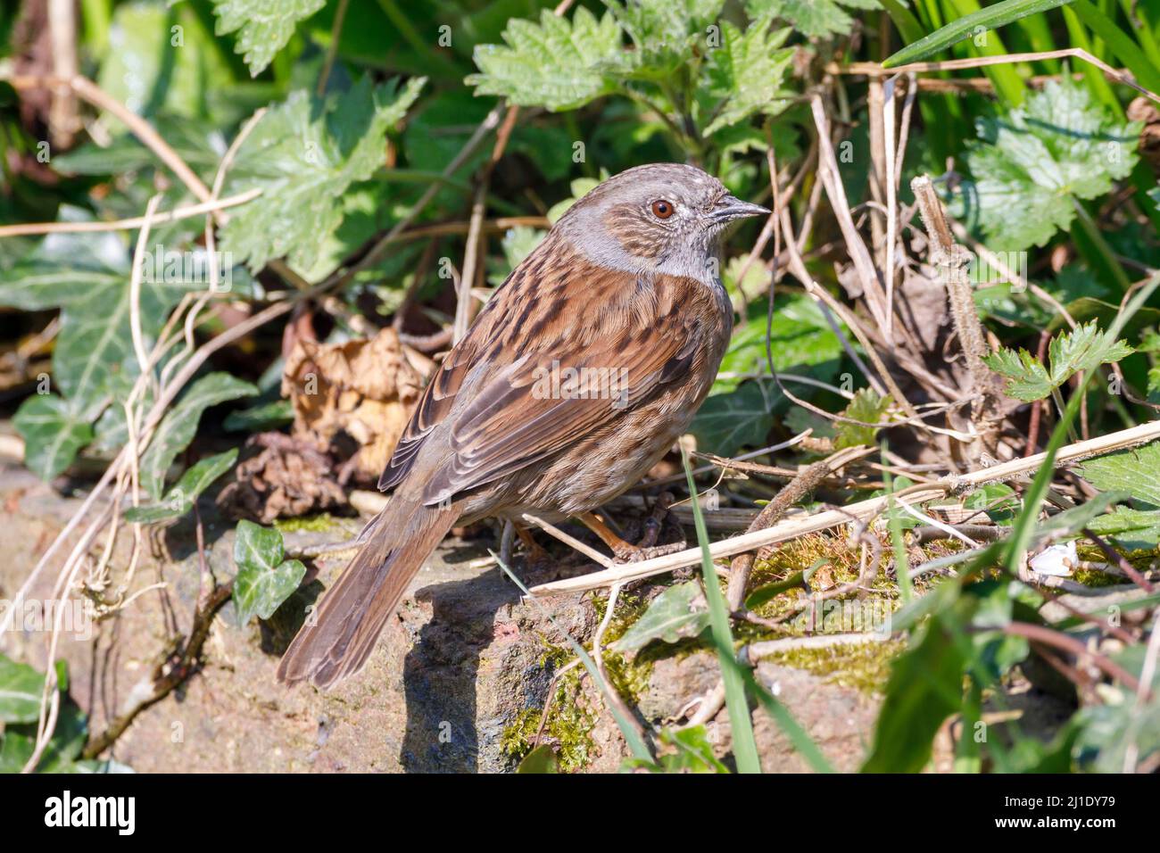 Dunnock (Prunella modularis) Sussex, Angleterre, Royaume-Uni Banque D'Images