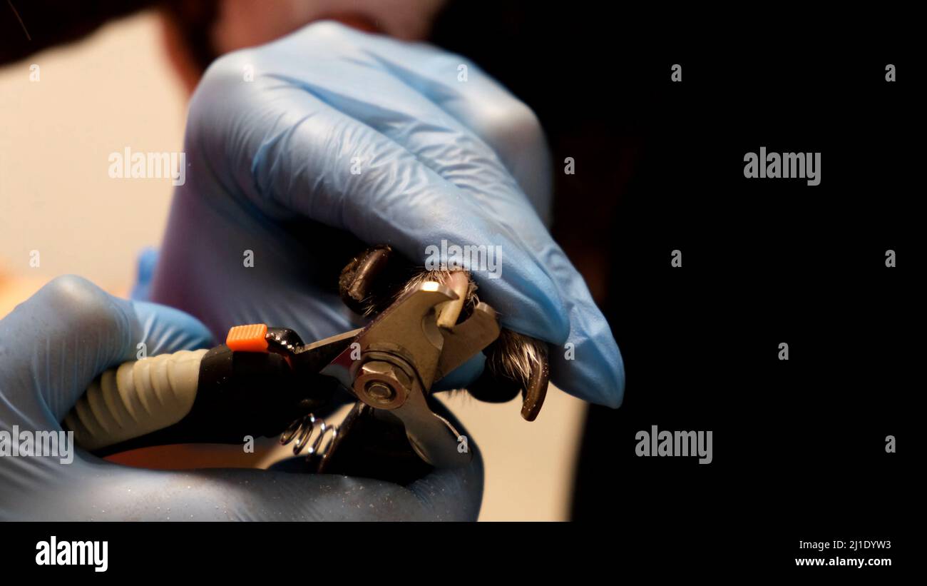 Vétérinaire en gants médicaux coupe les griffes d'un chien dans la clinique. Le concept de médecine vétérinaire, de soins aux animaux, de santé animale, de toilettage, d'animal de compagnie Banque D'Images