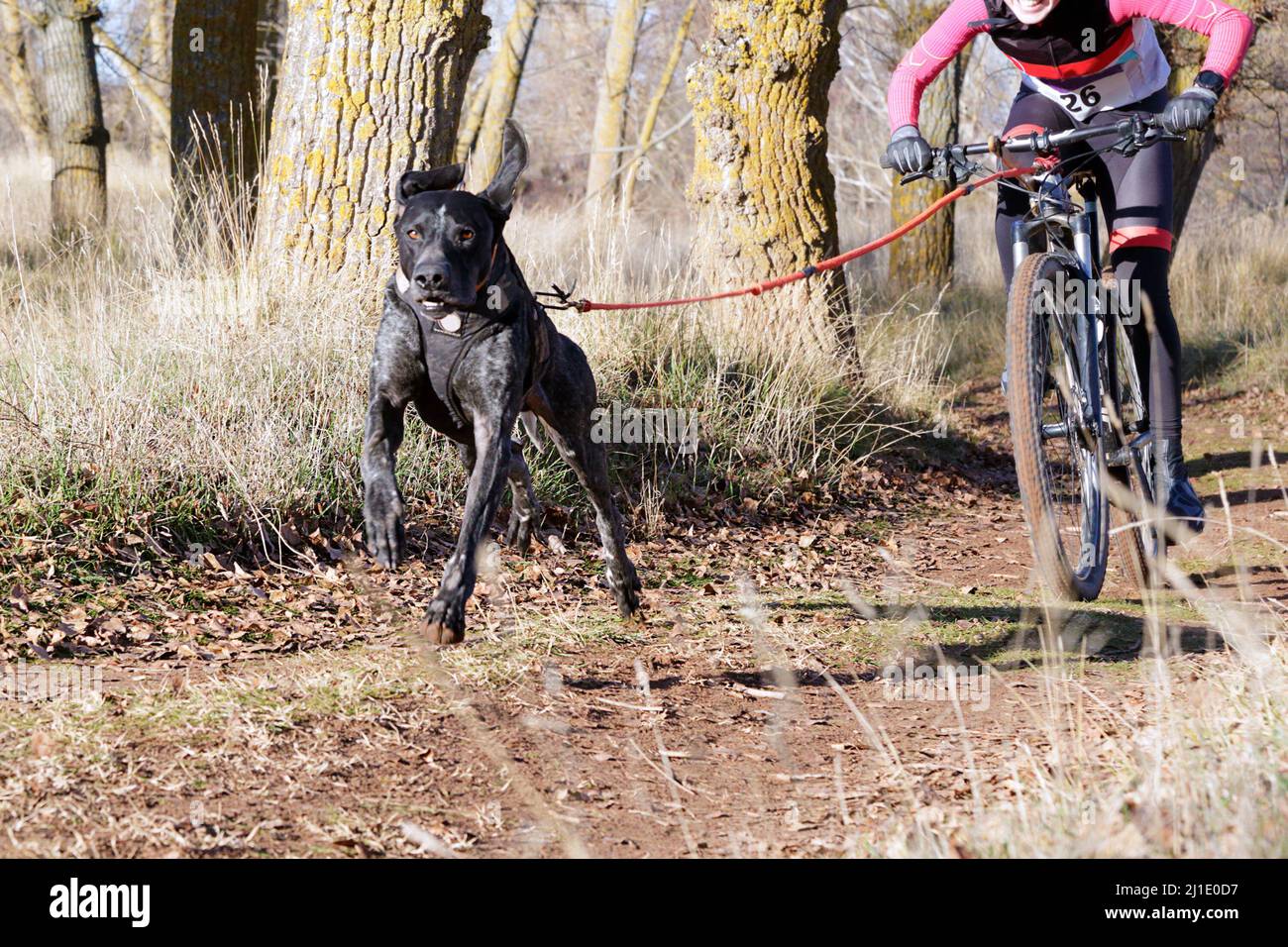 Un chien et son musher prenant part à un populaire canicross avec location (bikejoring) Banque D'Images