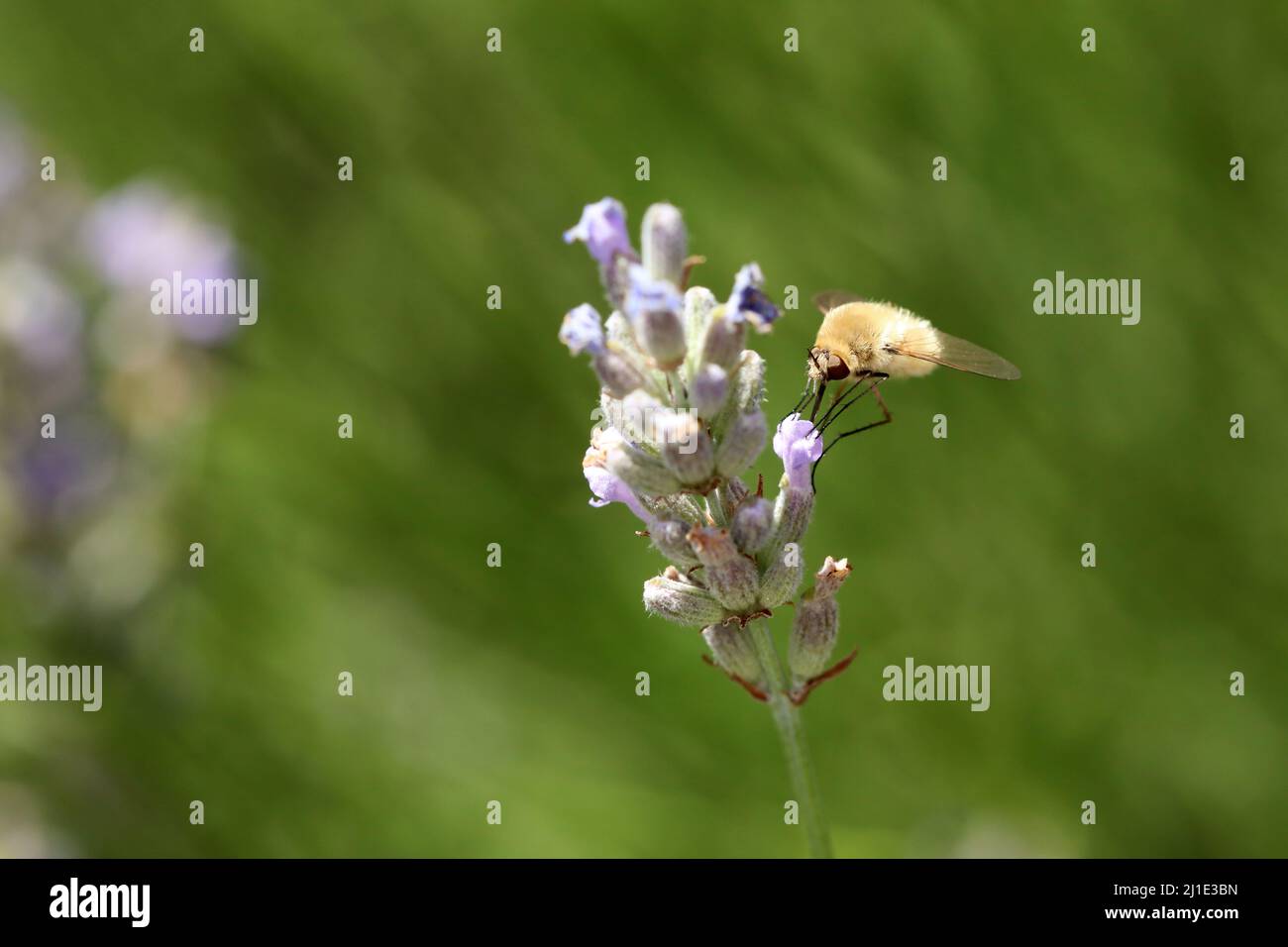 22.07.2021, Italie, Viterbo, Bolsena - grosse abeille humectée de laine suce le nectar d'une fleur de lavande. 00S210722D161CAROEX.JPG [VERSION DU MODÈLE : NON, CORRECTE Banque D'Images