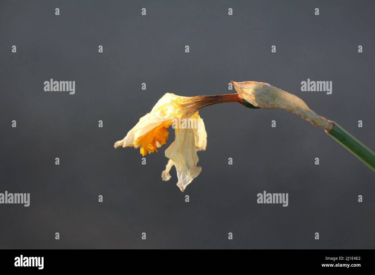 Narcisse ou Daffodil ou Daffadowndilly ou Jonquil plante herbacée vivace et bulbifieuse de géophytes à fleur jaune pâle et déshydratée Banque D'Images