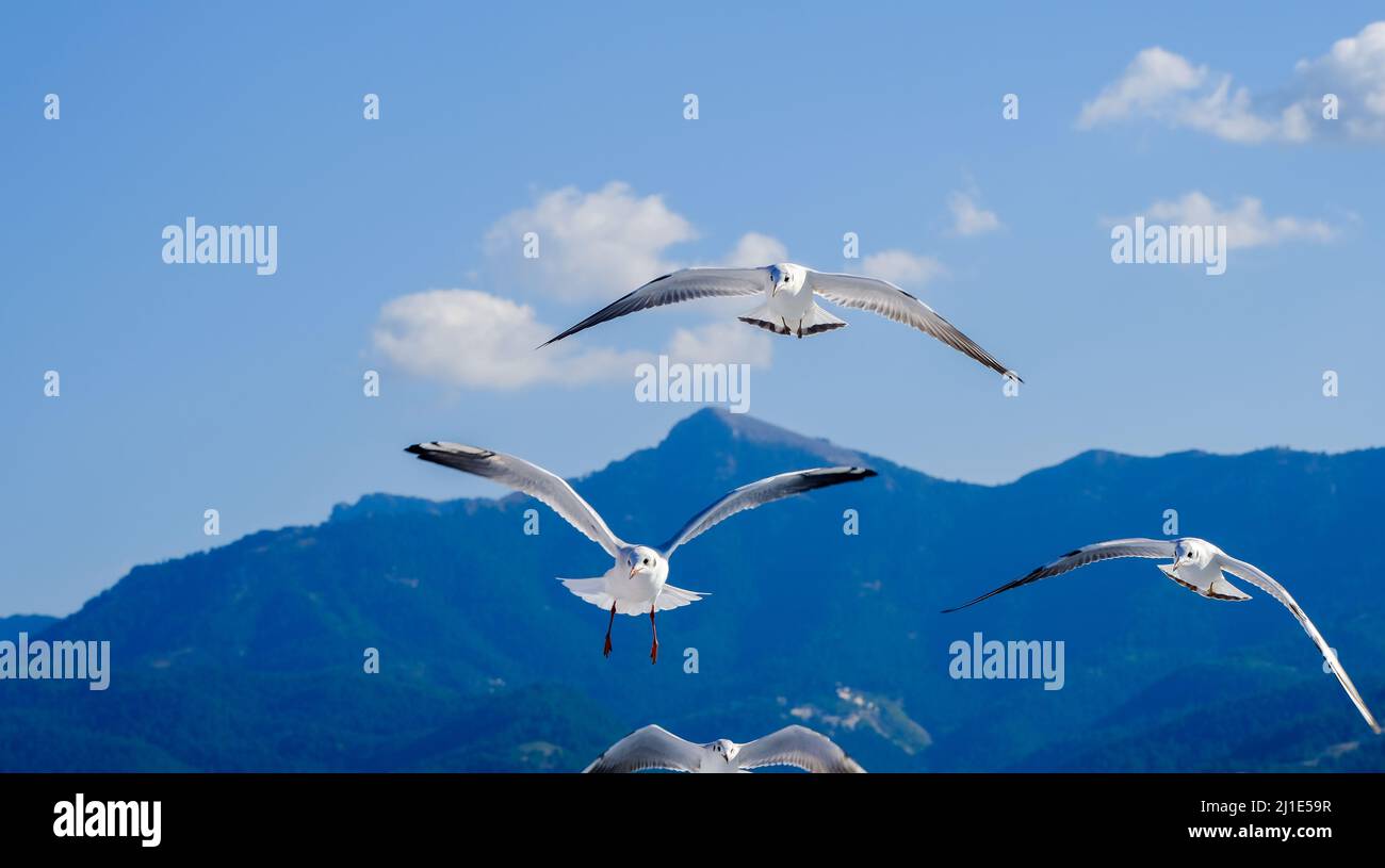 02.09.2021, Grèce, Macédoine orientale et Thrace, Limenas - des mouettes accompagnent le ferry Thassos Sea Lines jusqu'à Limenas. La capitale de l'île de Thass Banque D'Images