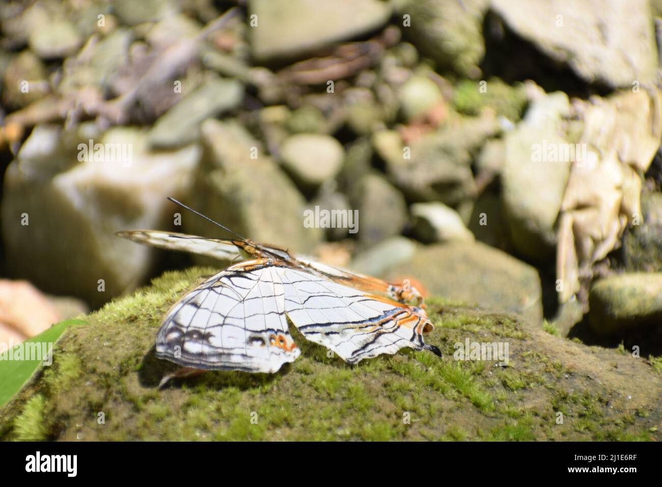 Carte commune étonnante (cyrestis thyodama) papillon reposant sur la roche Banque D'Images