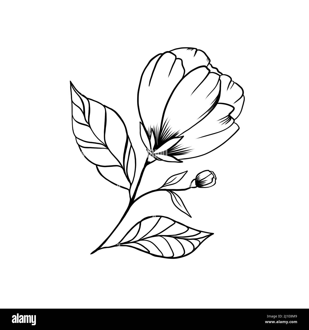 Fleur sauvage isolée de la feuille de printemps. Belle fleur fleurs tattoo sketch. Élément d'illustration de fleurs isolées sur fond blanc. Banque D'Images