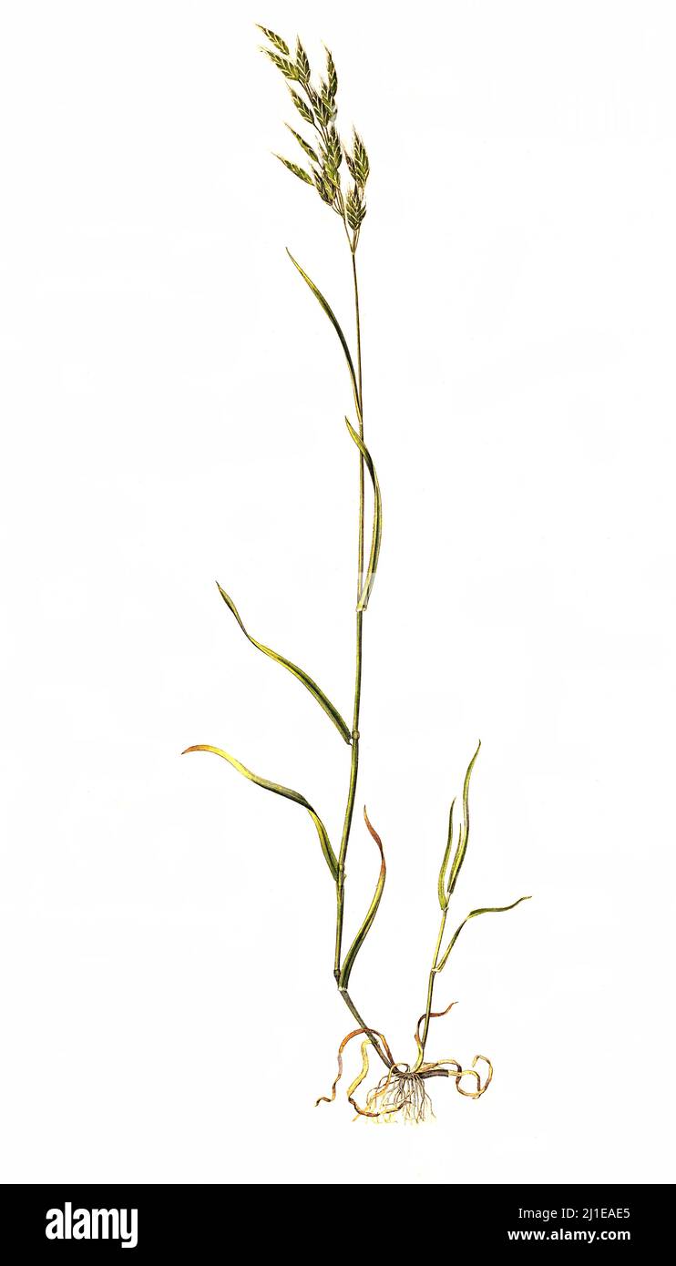 Weiche Trespe oder Flaum-Trespe, Bromus hordeaceus, ist eine Pflanzenart aus der Gattung Trespen, Bromus, innerhalb der Familie der Süßgräser, Poaceae / Bromus hordeaceus, le brome mou, est une espèce annuelle ou biennale d'herbe appartenant à la famille des herbes Banque D'Images