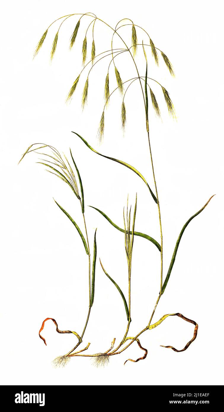 Taube Trespe, Bromus sterilis, ist eine Pflanzenart aus der Familie der Süßgräser, Poaceae / Bromus sterilis est une espèce annuelle ou biennale de brome connue sous le nom de brome stérile, brome de la pauvreté et brome stérile Banque D'Images