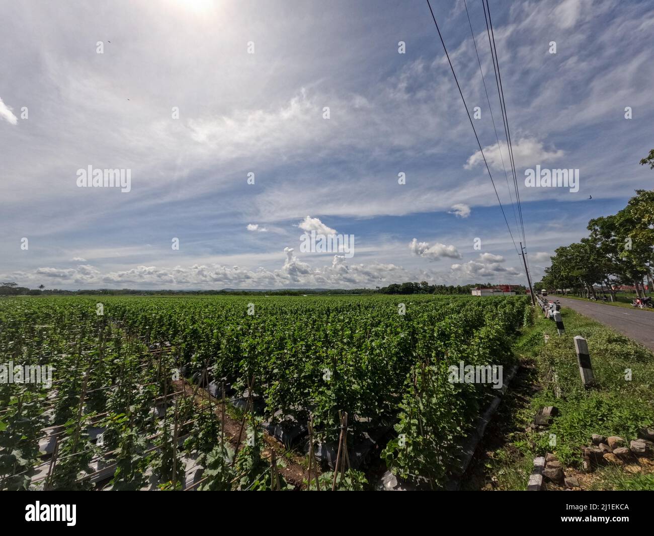 Vue sur le champ de concombres par jour ensoleillé sur fond de ciel bleu vif et de nuages blancs, scène de campagne Banque D'Images