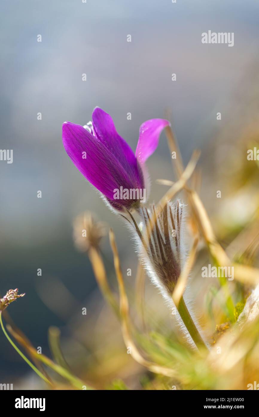 Pulsatilla grandis, la plus grande fleur de pasque. Fleur pourpre sur un arrière-plan flou au printemps. Banque D'Images