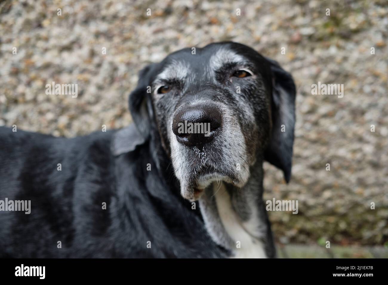 Labrador Mastiff crossbreed chien regardant ennuyé dans la caméra avec un visage de poker Banque D'Images