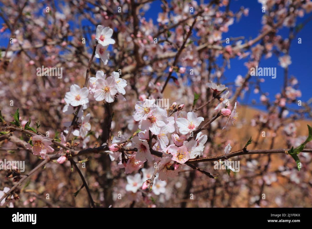 Amandiers fleuris dans les montagnes anti-Atlas près de Tafraout, Maroc. Printemps au Maroc. Banque D'Images