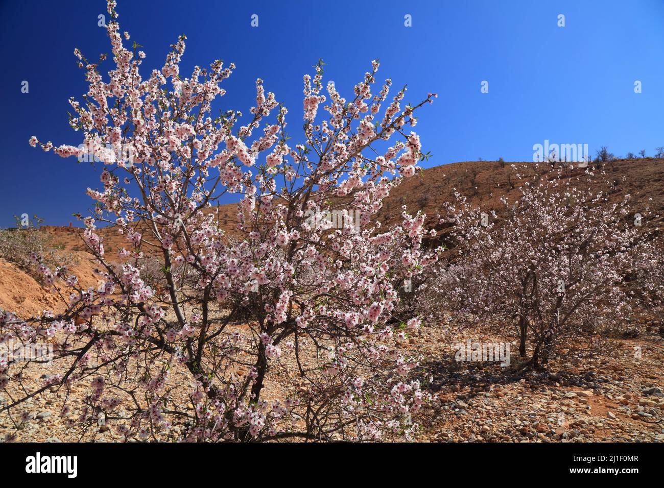Amandiers fleuris dans les montagnes anti-Atlas près de Tafraout, Maroc. Printemps au Maroc. Banque D'Images