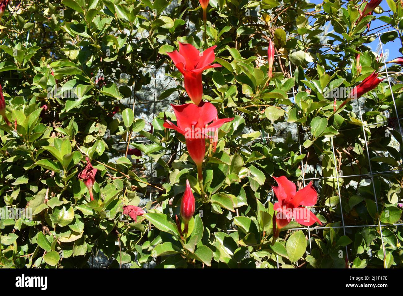 Belle Mandevilla rouge vif (rocktrompette) - escalade et belle plante tropicale. Evergreen escalade liana Rocktrompette. Décora jasmin de Brazillian Banque D'Images