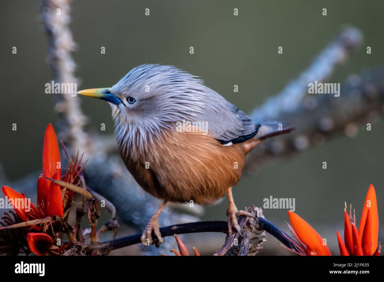 Une étoile à la queue de châtaignier perchée sur une branche d'arbre Banque D'Images