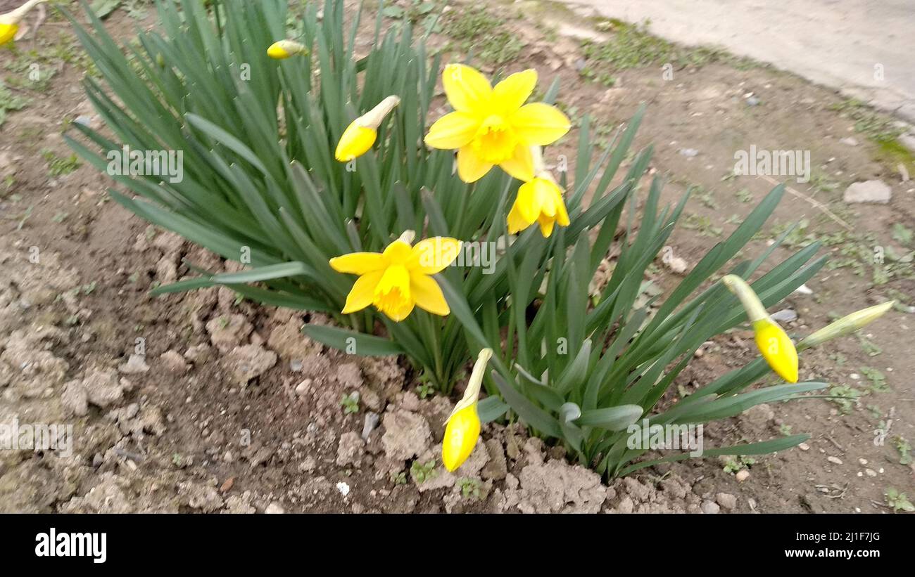 Jaune Narcisse . Narcisse fleur jaune . narcisse fleur Banque D'Images