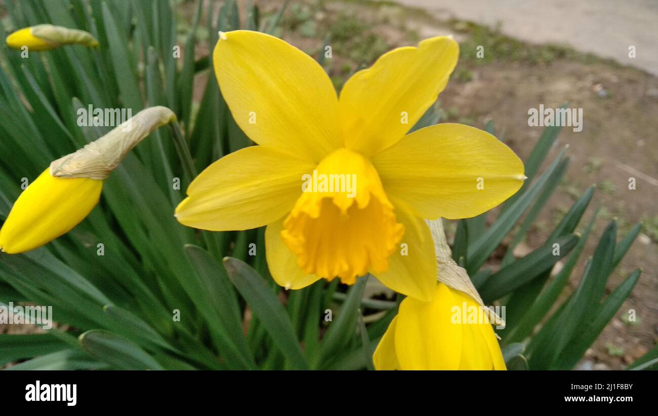 Jaune Narcisse . Narcisse fleur jaune . narcisse fleur Banque D'Images