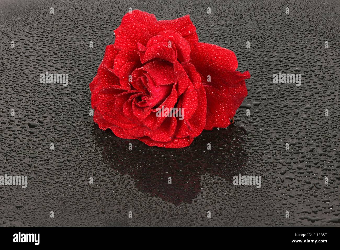 La photo studio d'une rose rouge sur fond noir. Saint Valentin. Photo haute résolution. Profondeur de champ complète. Banque D'Images