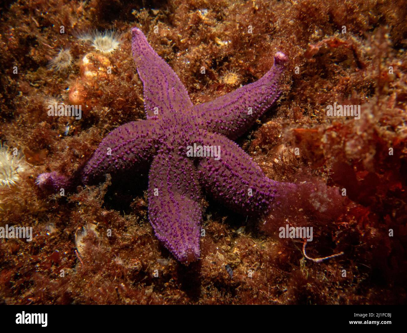 Un gros plan d'une étoile de mer commune pourpre, d'une étoile de mer commune ou d'une étoile de mer sucrière, Asterias Rubens. Photo des îles Weather, mer de Skagerack, Suède Banque D'Images