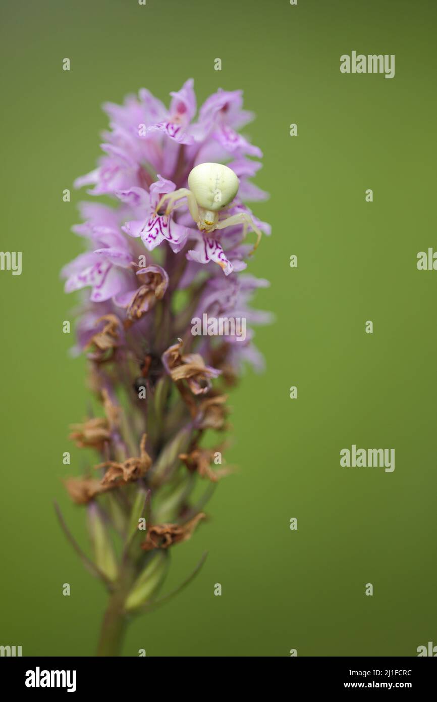 Araignée de crabe variable (Misumena vatia) sur le renard&#39; orchidée (Dactylorhiza fuchsii) dans le Rhode, Hesse, Allemagne Banque D'Images