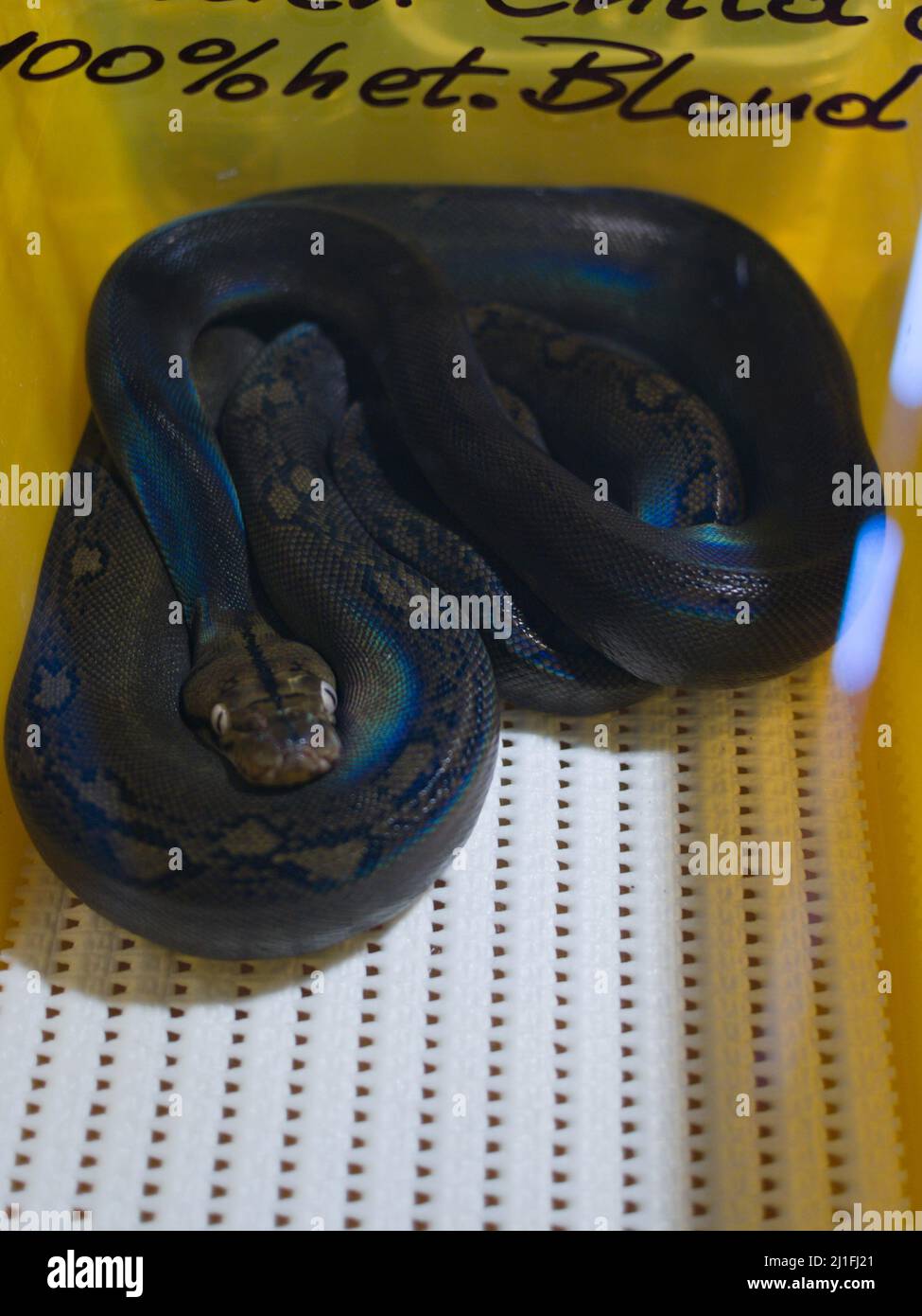 serpent de boa noir en attente d'être vendu Banque D'Images