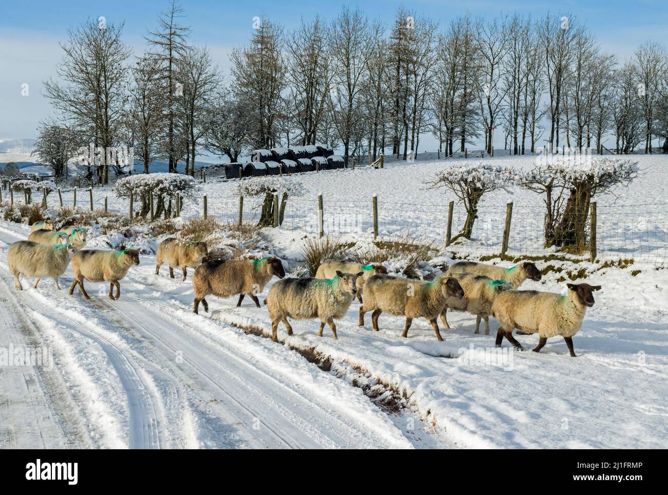 Un troupeau de moutons marchant le long d'une voie enneigée sur Mynydd Illtyd dans les Brecon Beacons Banque D'Images
