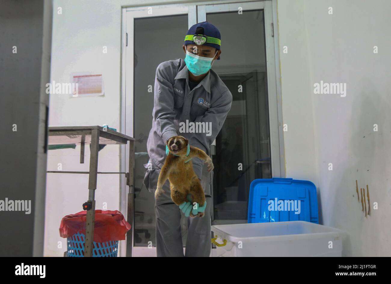 Un loris lent de Javan (Nycticebus javanicus) au Centre international de réhabilitation pour le sauvetage des animaux à Bogor, à Java-Ouest, en Indonésie, le 24 mars 2022. Centre de conservation des ressources naturelles (BBKSDA) West Java et International Animal Rescue (IAR) seront libérés 10 Javan Slow loris dans une réserve naturelle du Mont Simpang. (Photo par Andi M Ridwan/INA photo Agency/Sipa USA) Banque D'Images