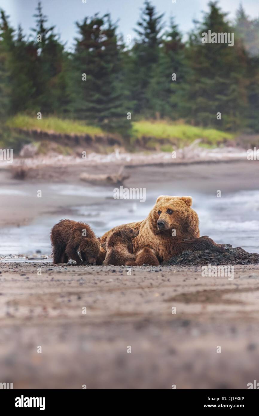 Mère ours avec de jolis petits bébés sur la plage de l'Alaska près du lac Clark Banque D'Images