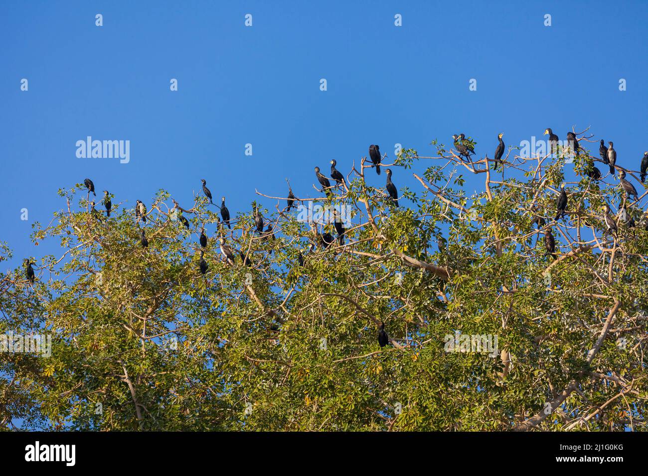 Troupeau de cormorans nichant dans les arbres, île de Kitchener, Assouan Banque D'Images