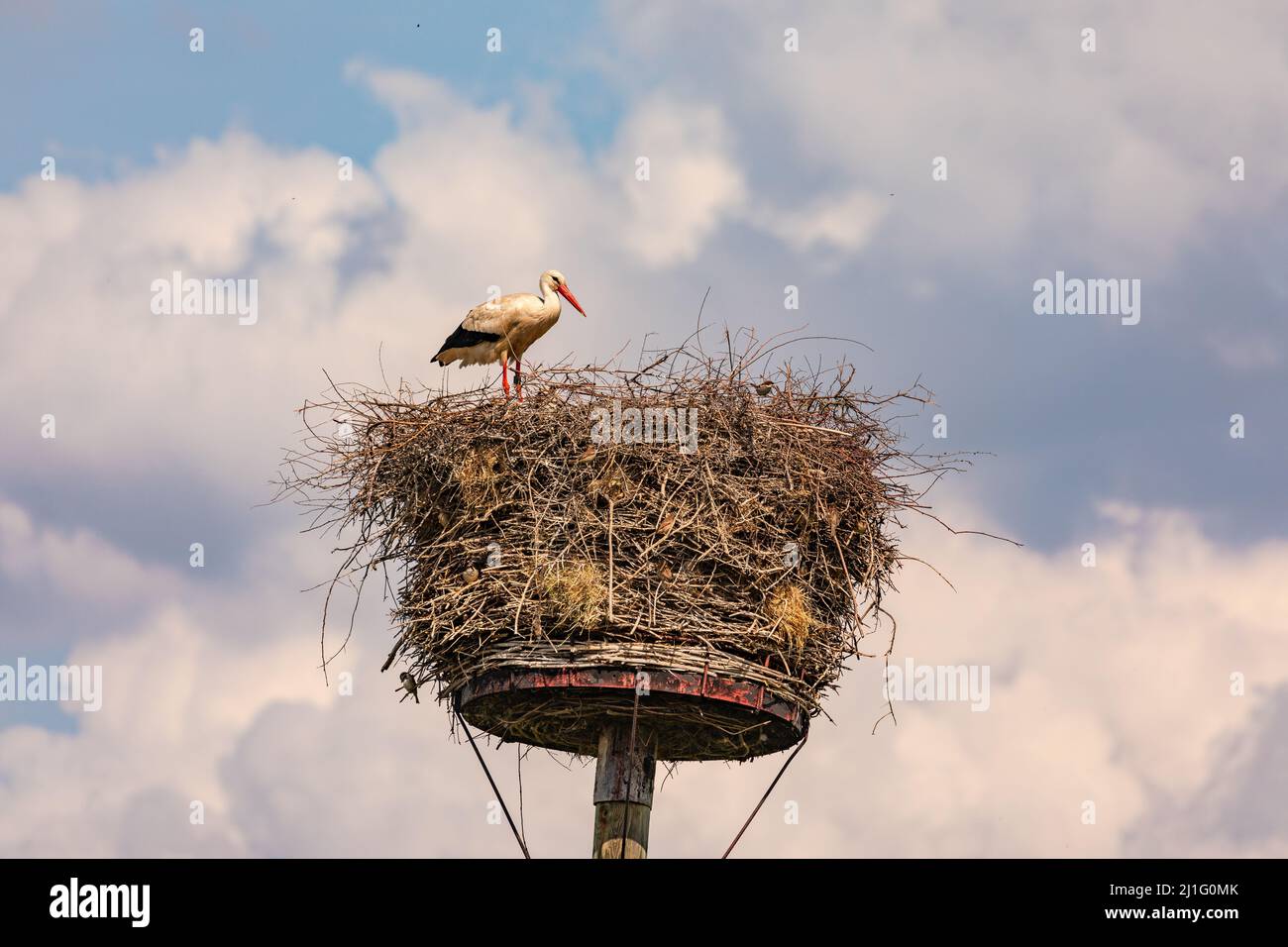 Une grande cigogne blanche dans un nid d'eyrie ou de cigogne en Europe Banque D'Images