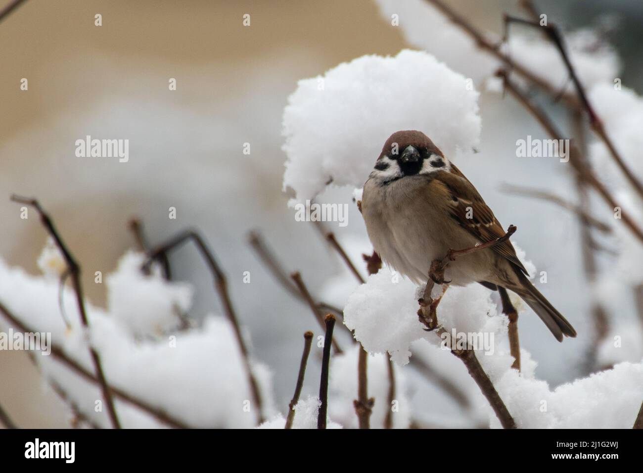 Maison de sexe masculin (Passer domesticus) assise sur une branche enneigée en hiver Banque D'Images