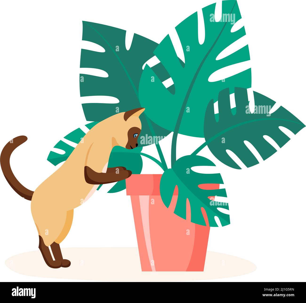 Chat siamois essayant de manger à la maison plante. Animal de compagnie mal comporté détruisant plante de maison. Naughty animal domestique regardant dans pot de fleur. Vecteur de style plat Illustration de Vecteur