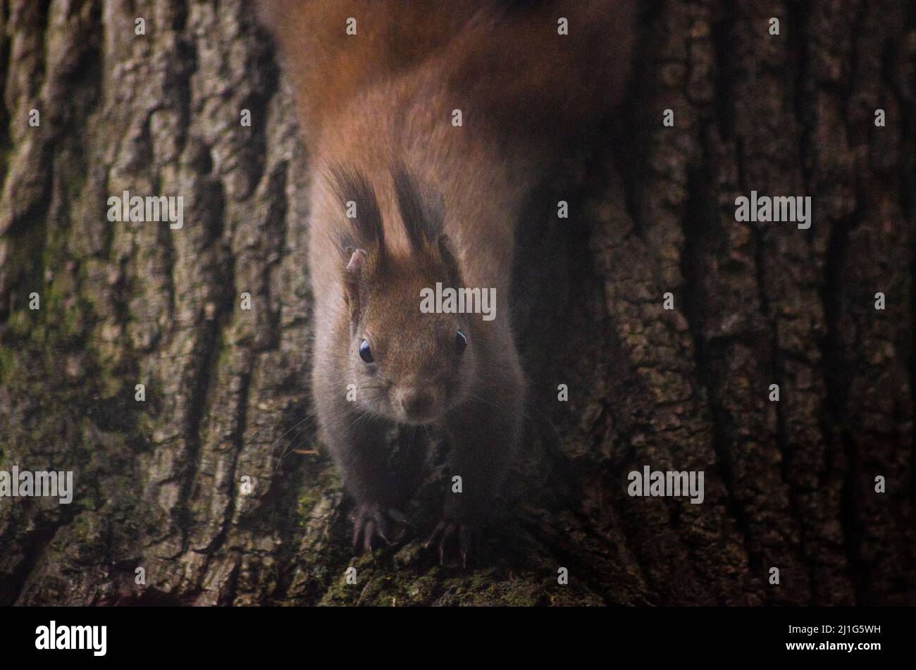Un écureuil rouge eurasien ( Sciurus vulgaris ) sur un arbre dans les forêts des montagnes du Capathien en Romanaia. Certains de ces écureuils rouges sont connus Banque D'Images