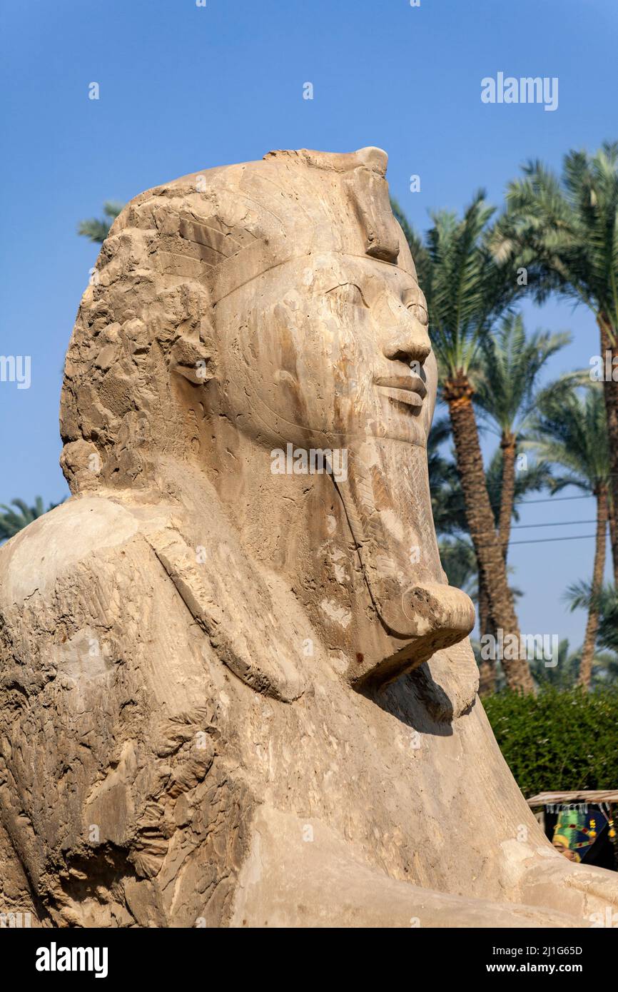 Alabaster sphinx de Memphis, Égypte Banque D'Images