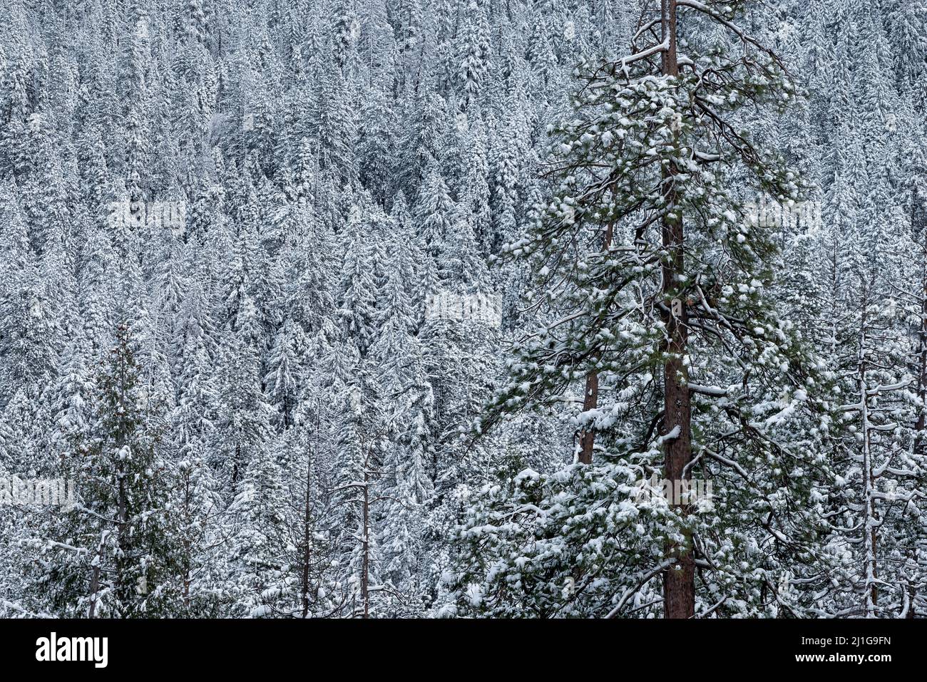 Arbres couverts de neige après une tempête dans le parc national de Yosemite Banque D'Images