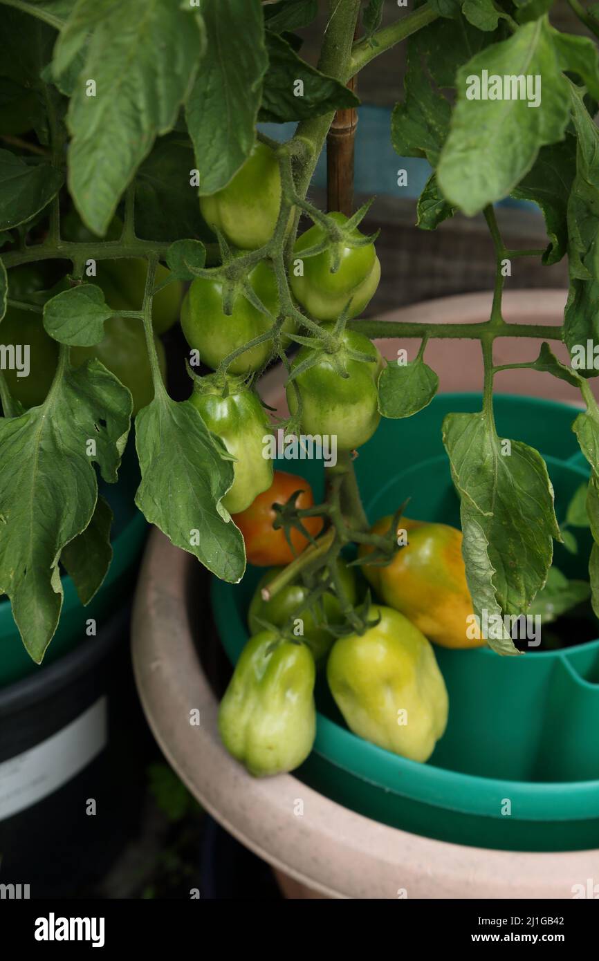 Tomates prune poussant dans la marmite Banque D'Images