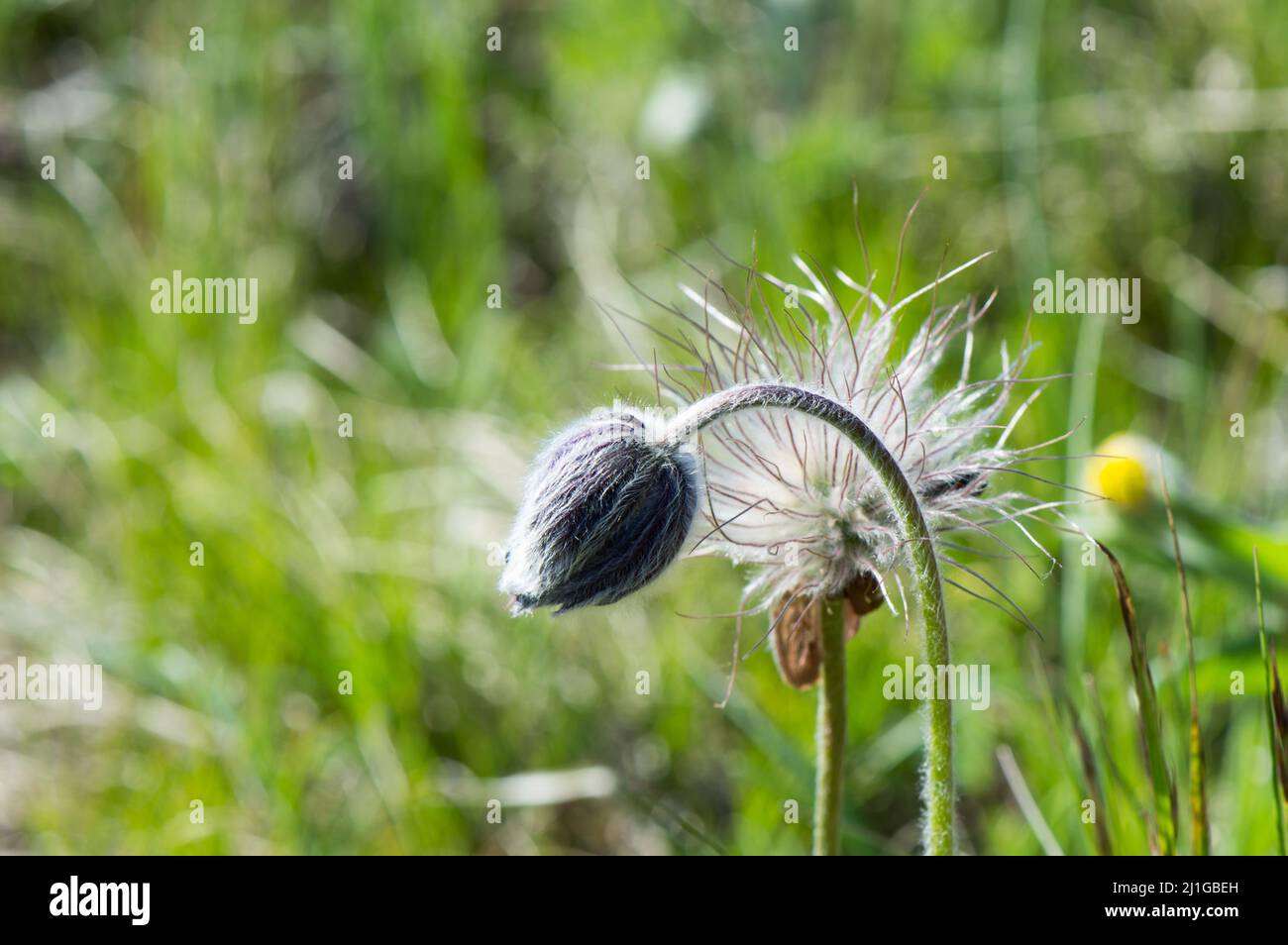 Pulsatilla montana fleurit dans les montagnes avec fond vert de prairie, paqueflower, printemps Banque D'Images