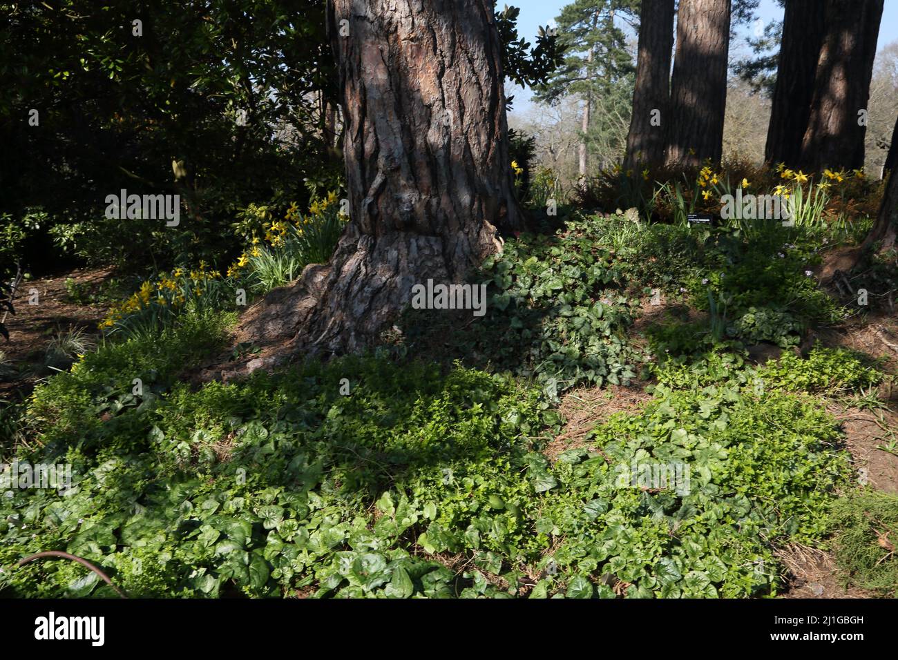 Jonquilles sauvages par Scots Pine Trees Wisley RHS Garden Surrey England Banque D'Images