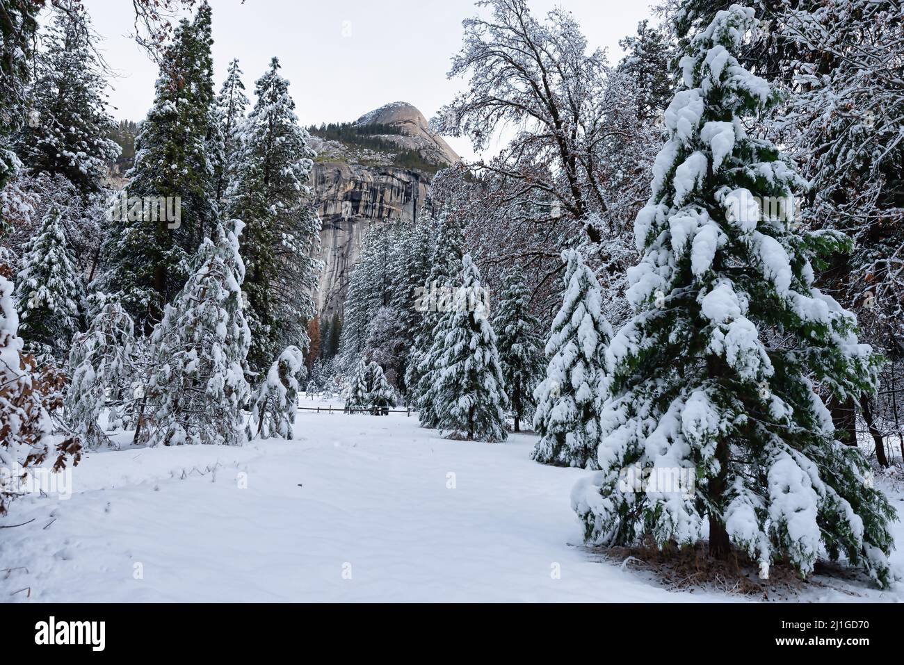 Arbres couverts de neige après une tempête dans le parc national de Yosemite Banque D'Images