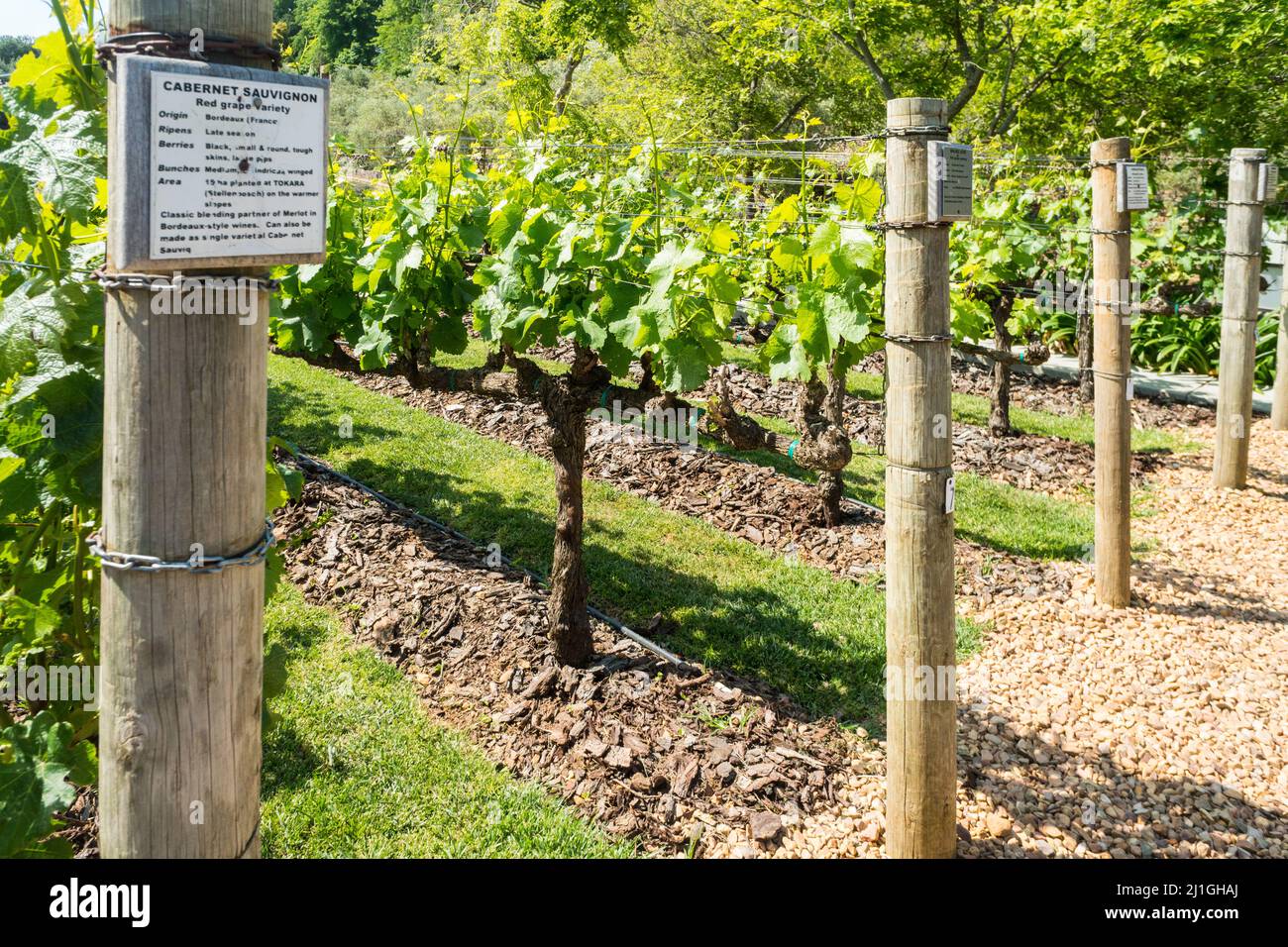 gros plan de la vigne variétale avec des panneaux d'information sur les pôles à la fin de chaque vigne dans le Cap Winelands, Afrique du Sud concept viticulture Banque D'Images