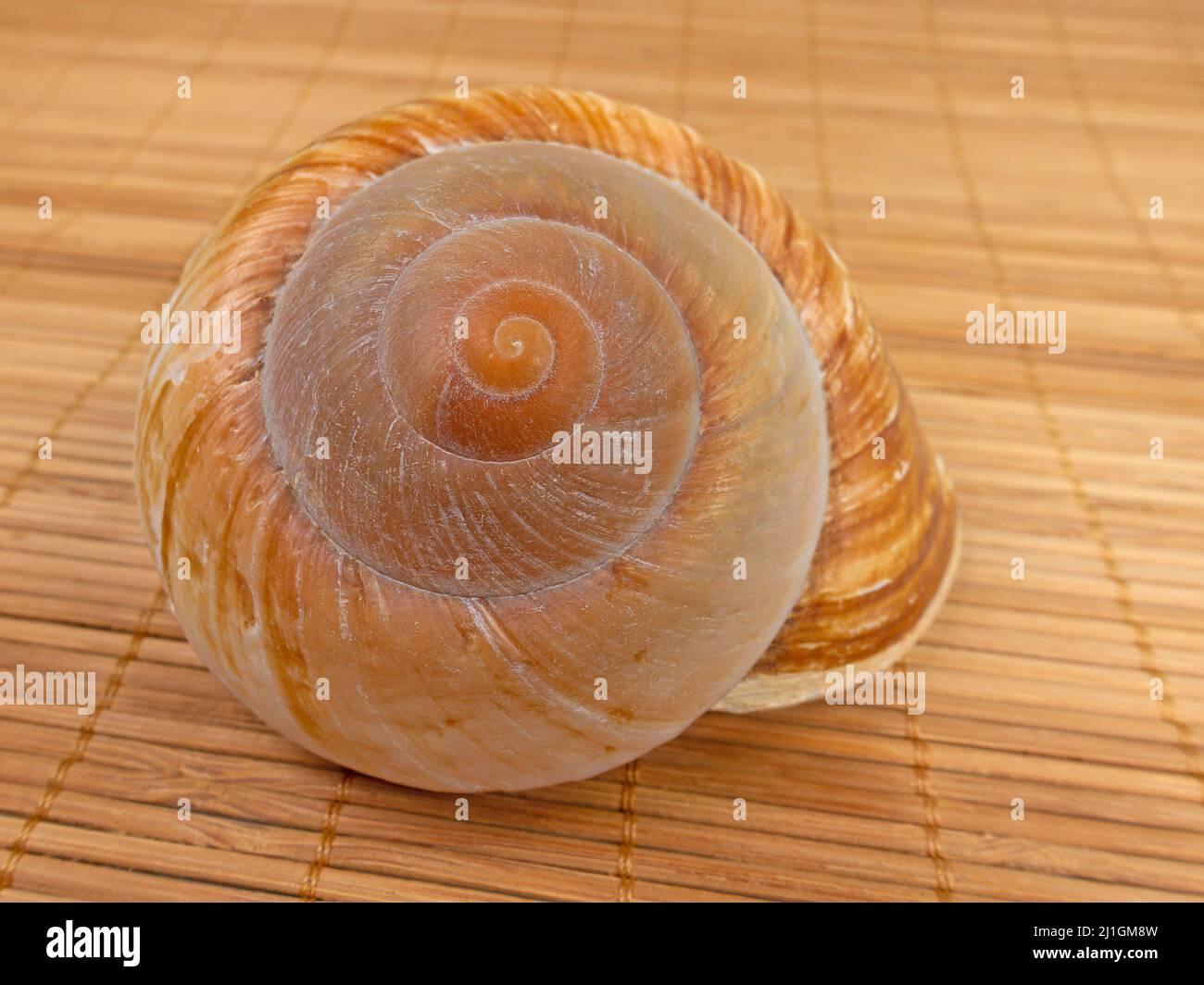 Coquille d'escargot de mer en gros plan Banque D'Images