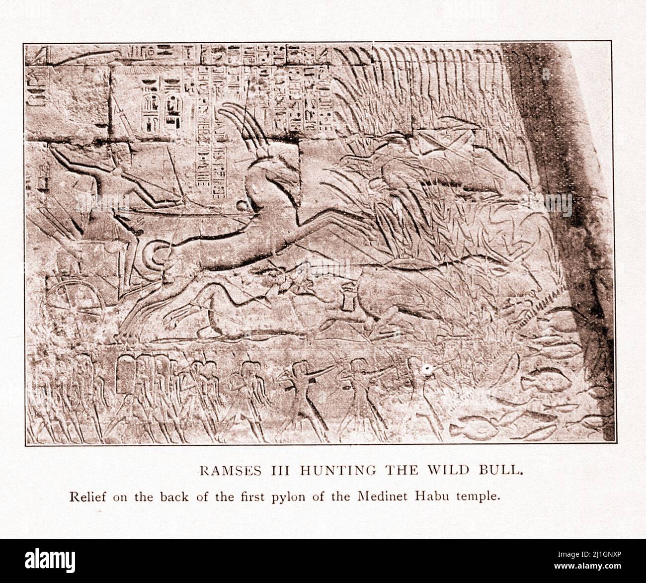 Égypte ancienne. Le Nouveau Royaume (1549–1069 av. J.-C.). Illustration de 1912 Ramses III chasse le taureau sauvage. Soulagement sur le dos du premier pylône de la Med Banque D'Images