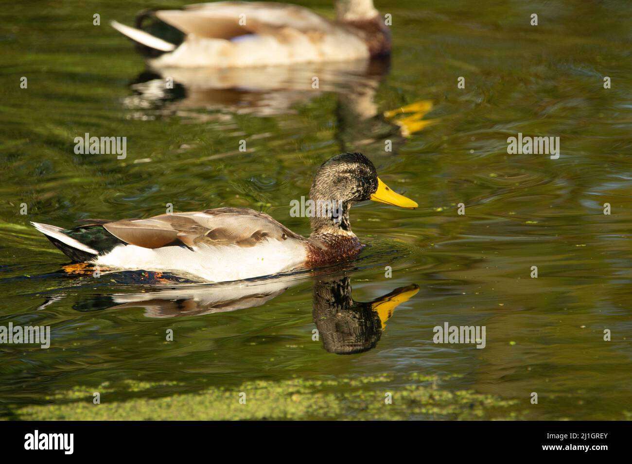 Canard colvert immature nageant dans l'eau du canal avec une réflexion Banque D'Images