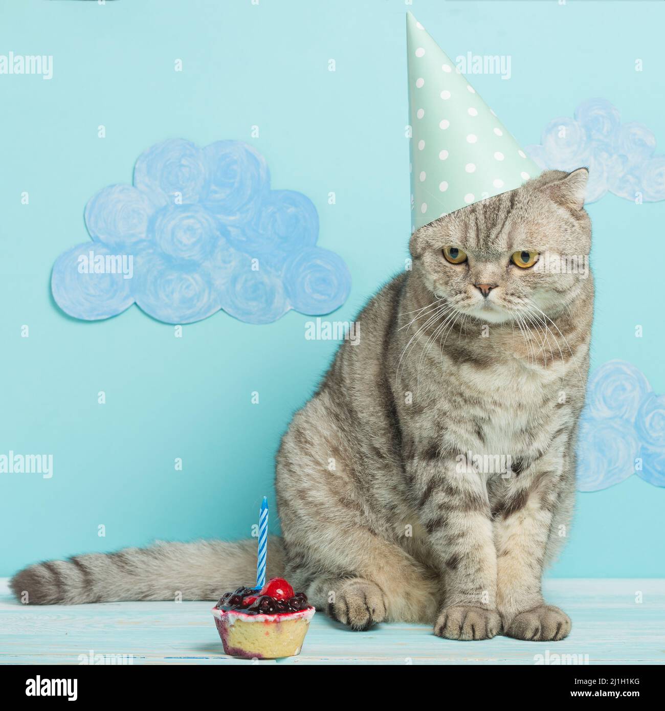 félicitations pour le jour de la naissance d'un chat dans une casquette sur fond bleu Banque D'Images