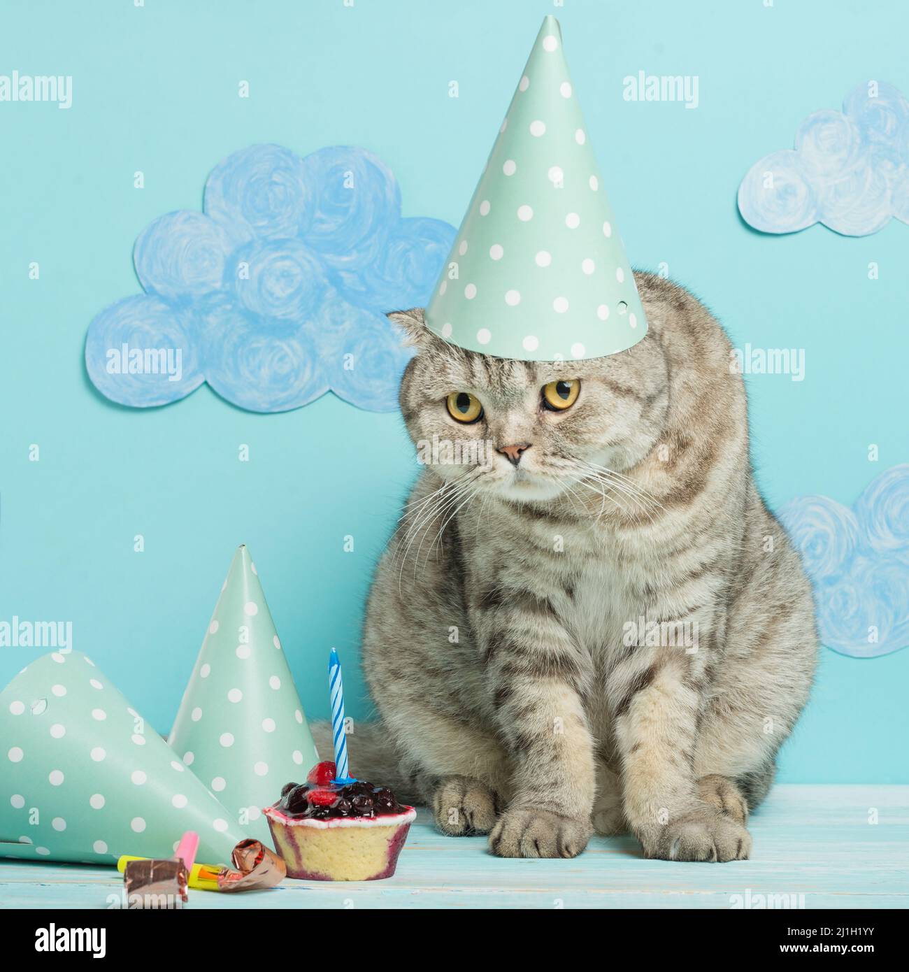 félicitations pour le jour de la naissance d'un chat dans une casquette sur fond bleu Banque D'Images