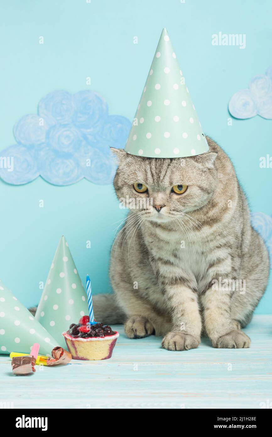 félicitations pour le jour de la naissance d'un chat dans une casquette sur fond bleu Banque D'Images